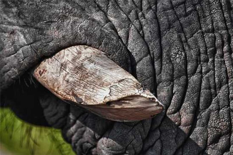 Close up of an elephant tusk