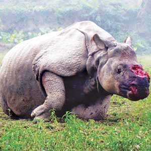 WWF Rhino Day - 22 September 2010