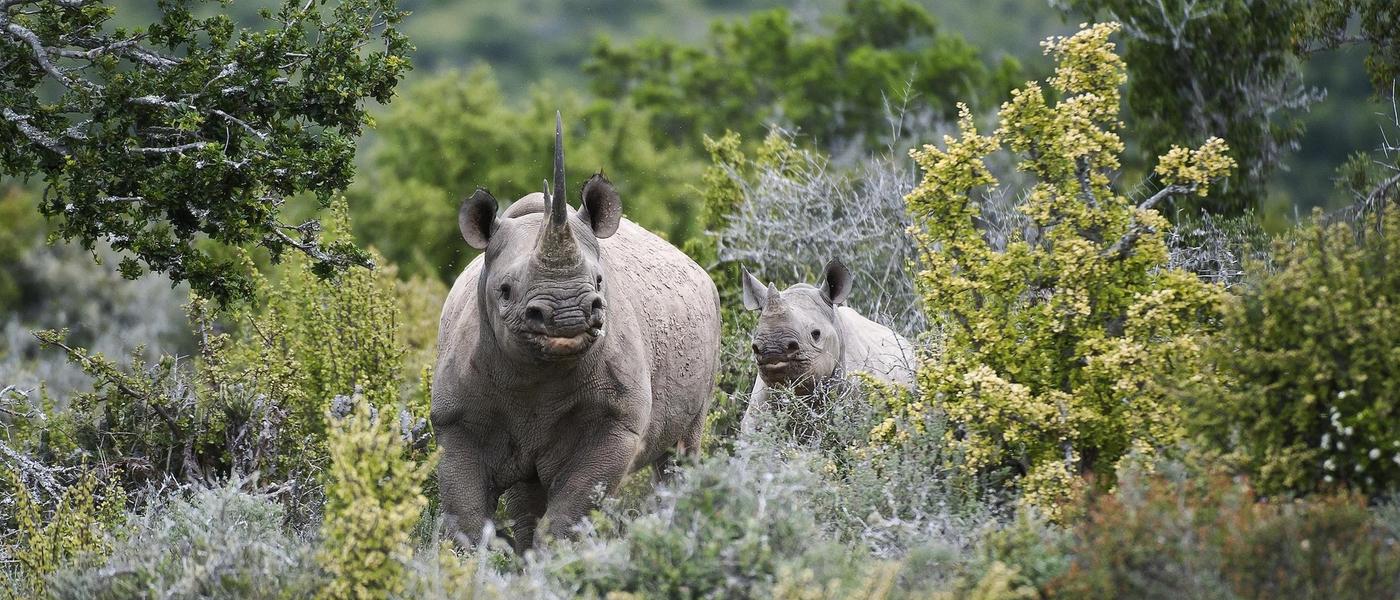 How Kwandwe is Using Technology to Fight Rhino Poaching