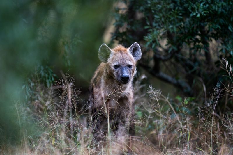 A young hyena peers through the tall grass, blending into Kruger’s autumn bush as the best time to visit Kruger shifts with the seasons.