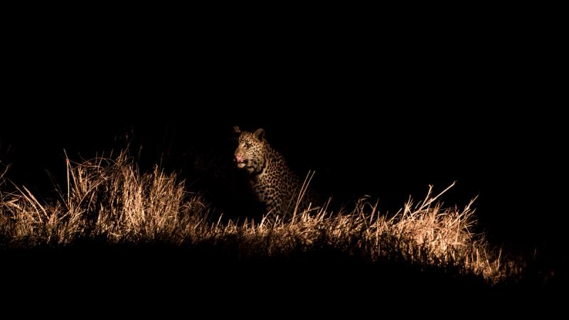 Ein Leopard sitzt im Scheinwerferlicht mitten im südafrikanischen Busch