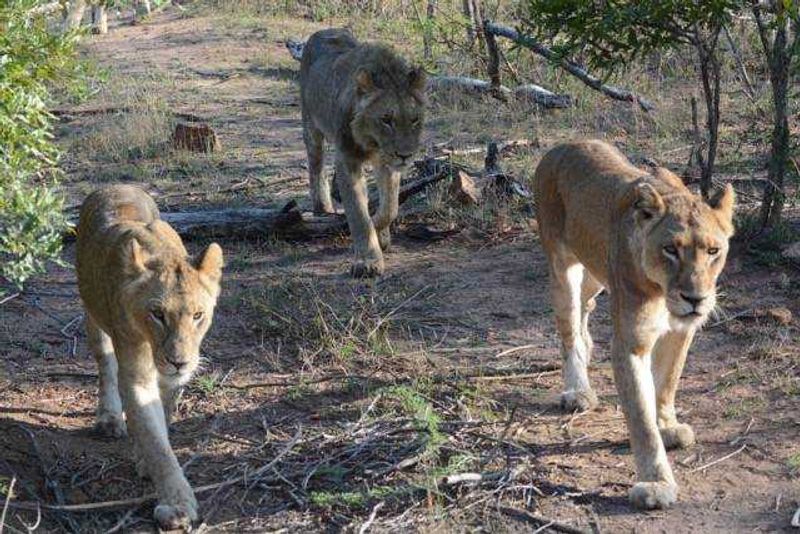 Three lionesses on the prowl in Londolozi