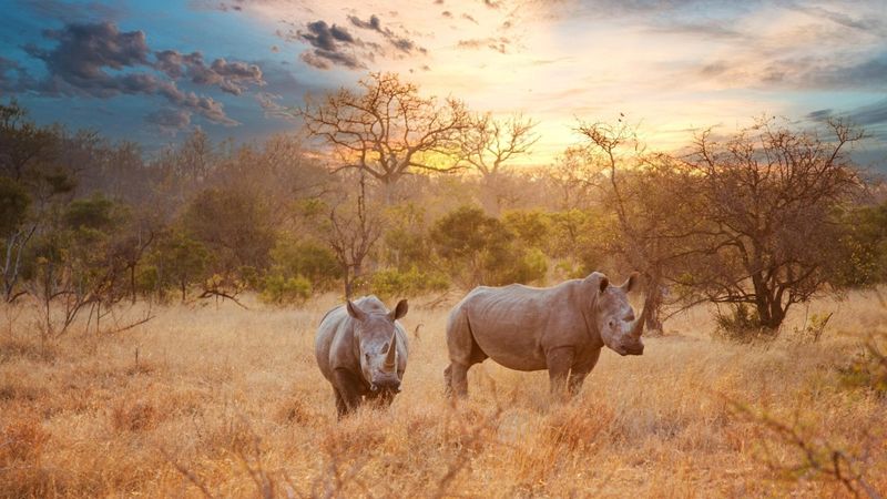 Découvrez les animaux d'Afrique du Sud en famille