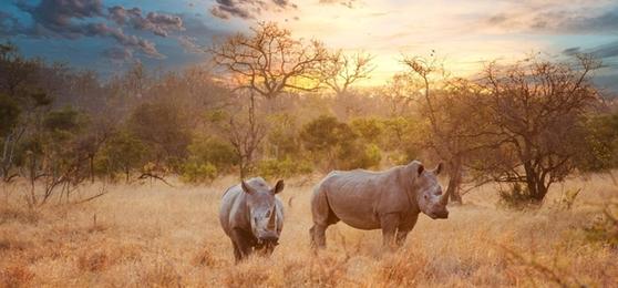 ¿Por qué el invierno en África es el mejor momento para ir de safari?