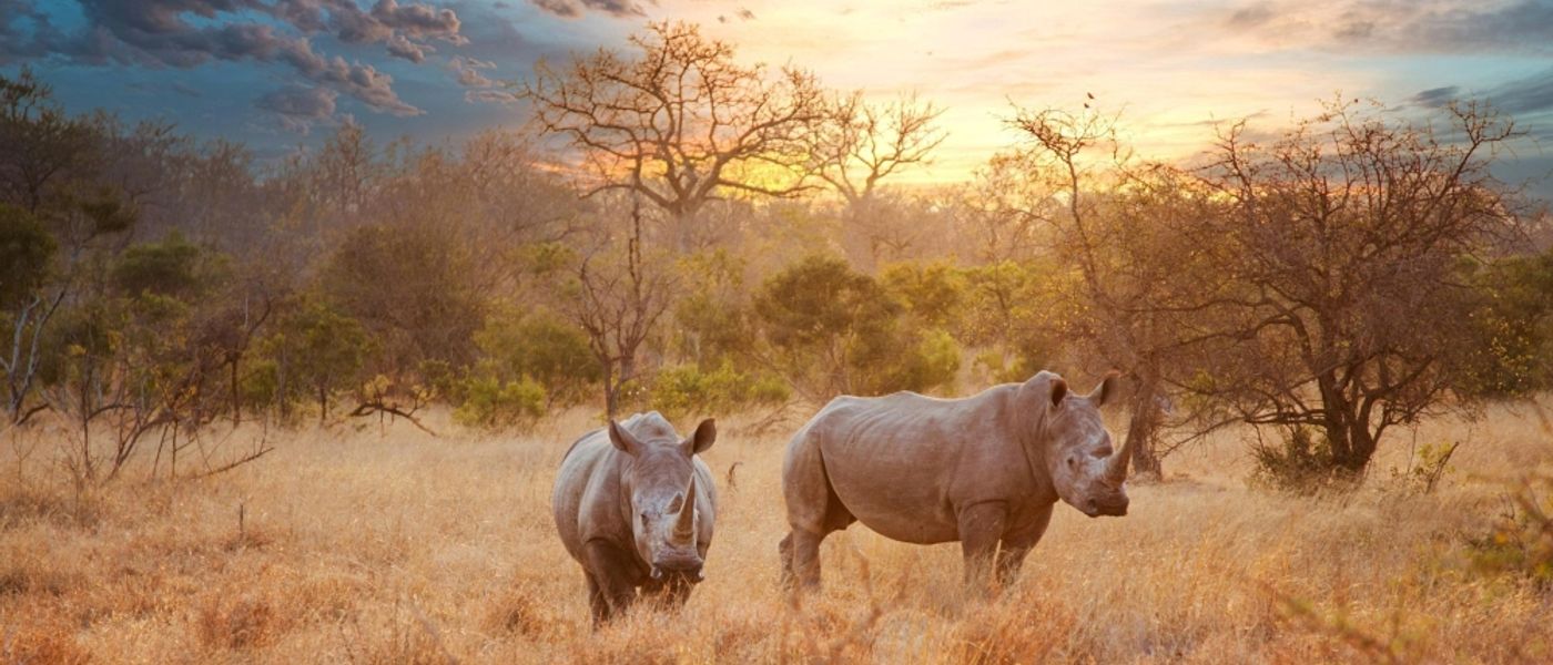 Pourquoi l’hiver en Afrique est une excellente période pour partir en safari