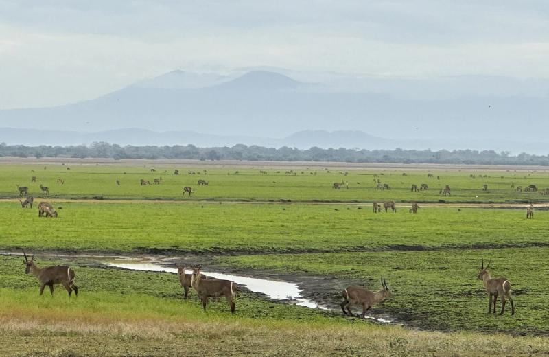 A wide green floodplain dotted with grazing antelope stretches toward distant blue mountains, showing the impact in Gorongosa through visible abundance and space.