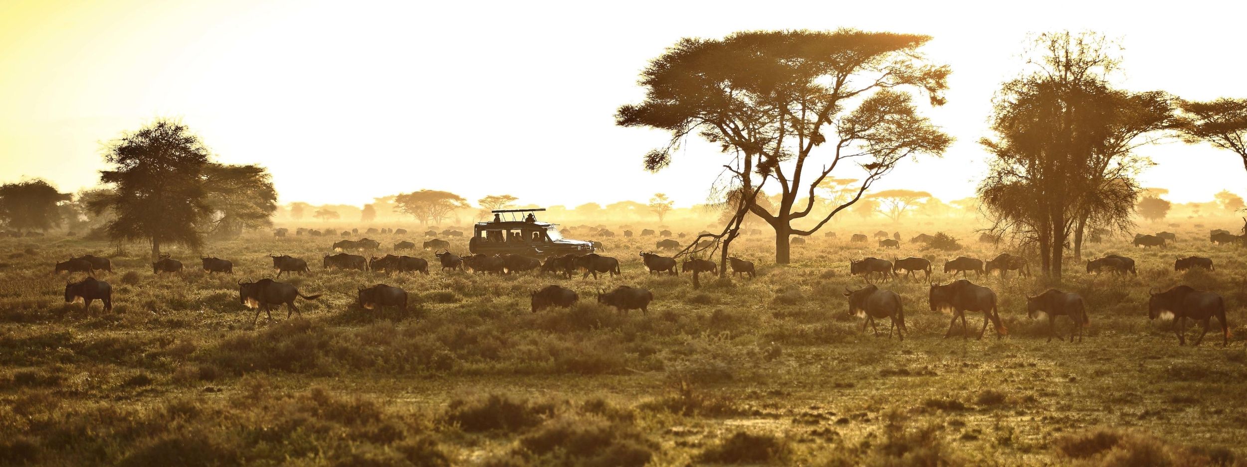 Best Time to Visit Tanzania: A Month-by-Month Guide to the Moments That Matter