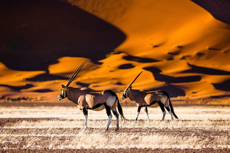Oryxantilopen im Sossusvlei - ein unvergesslicher Anblick auf Safari in Namibia