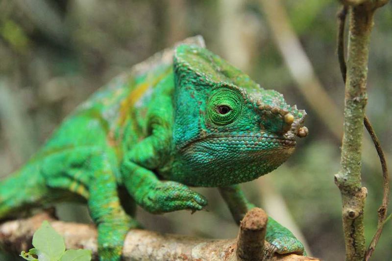 Look out for the chameleons