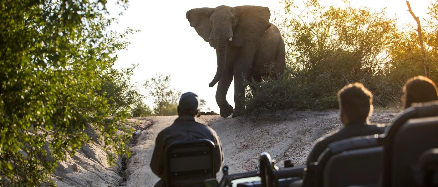 Our "Big 5" Favourites in Africa