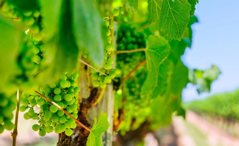 Green wine grapes ripen on the vine in the Hemel-en-Aarde Valley