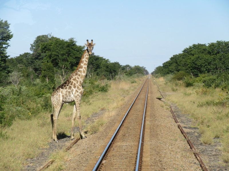 Giraffe an Bahngleisen im Hwange Nationalpark
