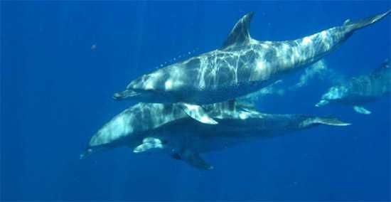"During our stay we did the Ocean Safari, which involved swimming with dolphins and turtles. We were given an introductory/safety talk and after only 10 minutes on the water the first dolphins were spotted. The experience was safe and swimming with dolphins in their natural habitat will be a lifetime memory."