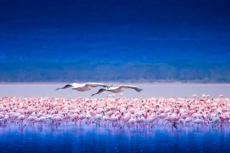 Hundreds of pink flamingos wade through the shallow waters of a lake while a few pelicans fly overhead — a surreal scene that makes the best time to visit Kenya feel like a dreamscape.