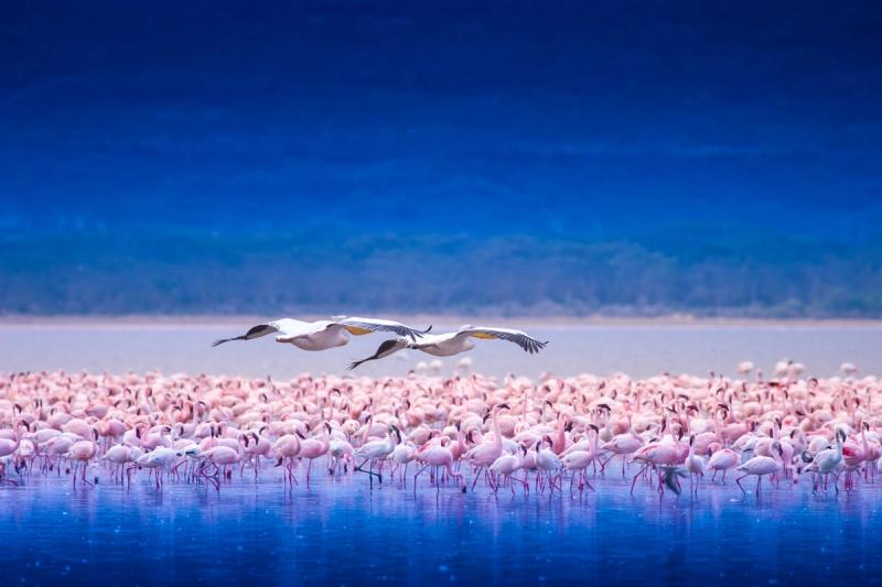 Hundreds of pink flamingos wade through the shallow waters of a lake while a few pelicans fly overhead — a surreal scene that makes the best time to visit Kenya feel like a dreamscape.