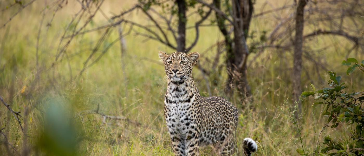 Beginner’s Guide to a Safari Holiday in Africa 2024