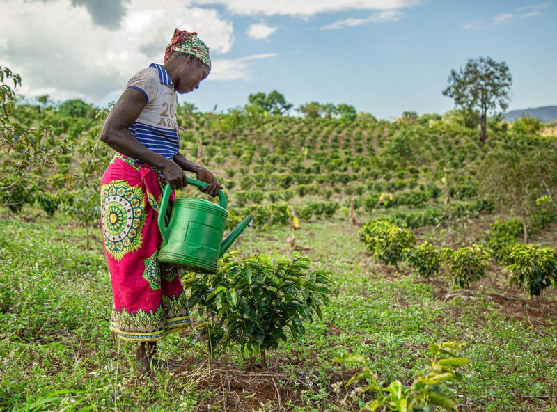 A woman carefully waters young coffee plants on a cultivated hillside, showing how sustainable livelihoods are nurtured through the impact in Gorongosa.