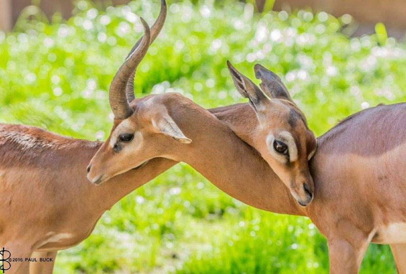 Gerenuk (waller’s gazelle) is found in East Africa