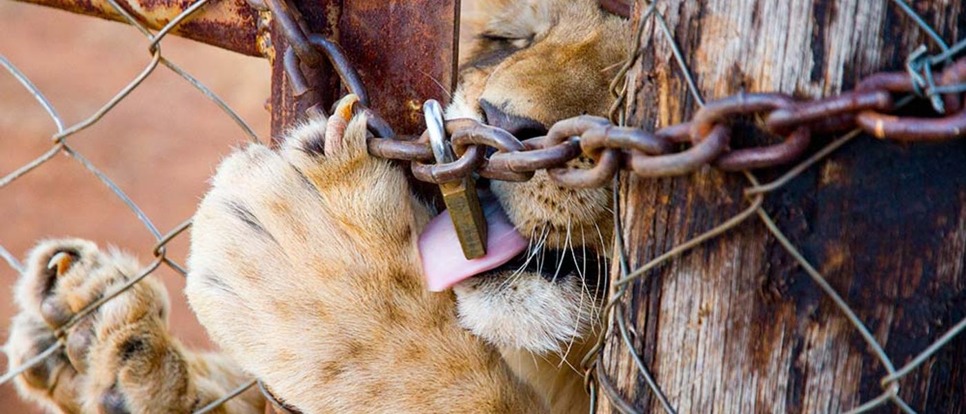 La vérité derrière les fermes d'animaux en Afrique