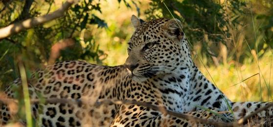 Inyati Game Lodge: You Can Never Go Wrong with a Classic Big 5 Safari
