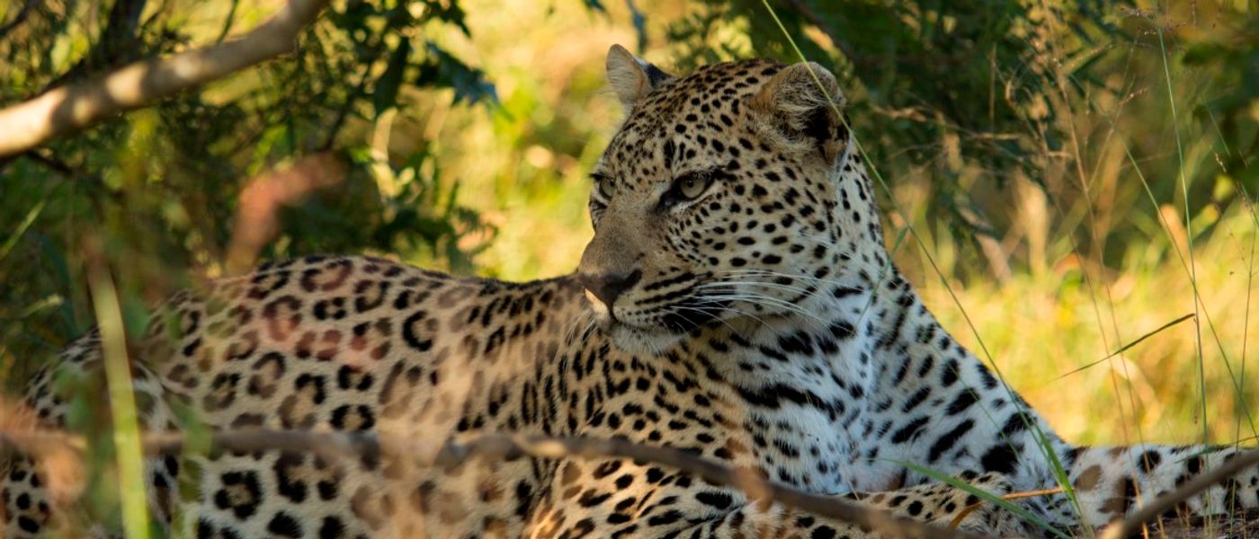 Inyati Game Lodge: Eine klassische Safari im Sabi Sand Game Reserve