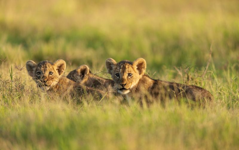Lion cubs in the grass