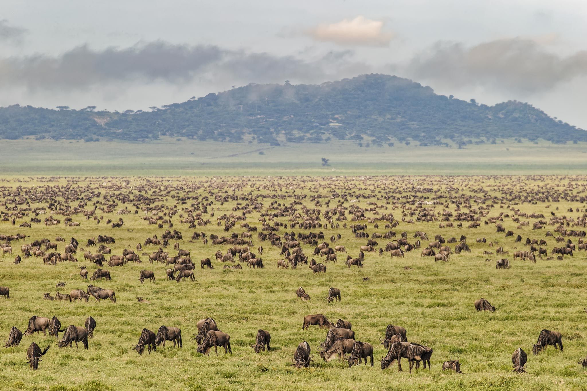 An East African Safari: Four Countries. One Continent. Myriad Discoveries.