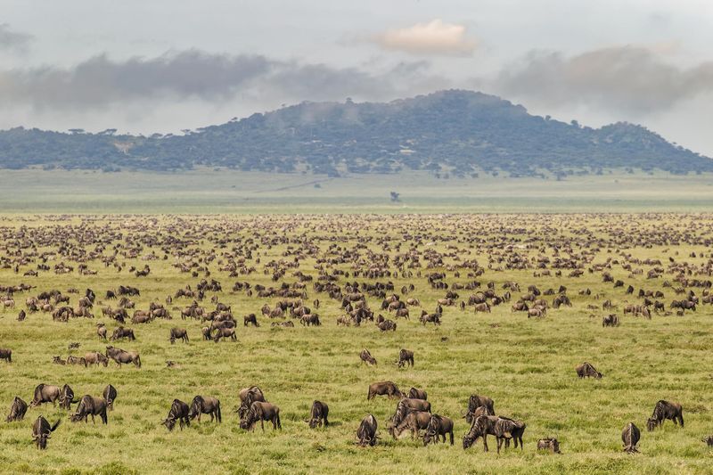 A large herd of Wildebeest graze on the plains during the Great Migration in one of the best East Africa safari destinations. 