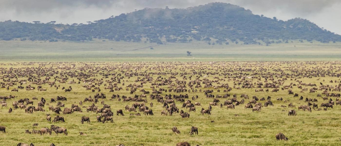 An East African Safari: Four Countries. One Continent. Myriad Discoveries.