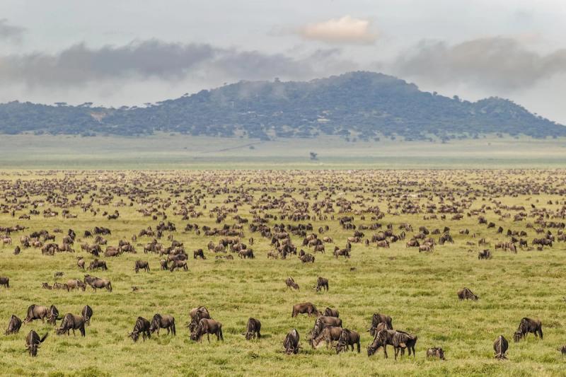 A large herd of Wildebeest graze on the plains during the Great Migration in one of the best East Africa safari destinations.