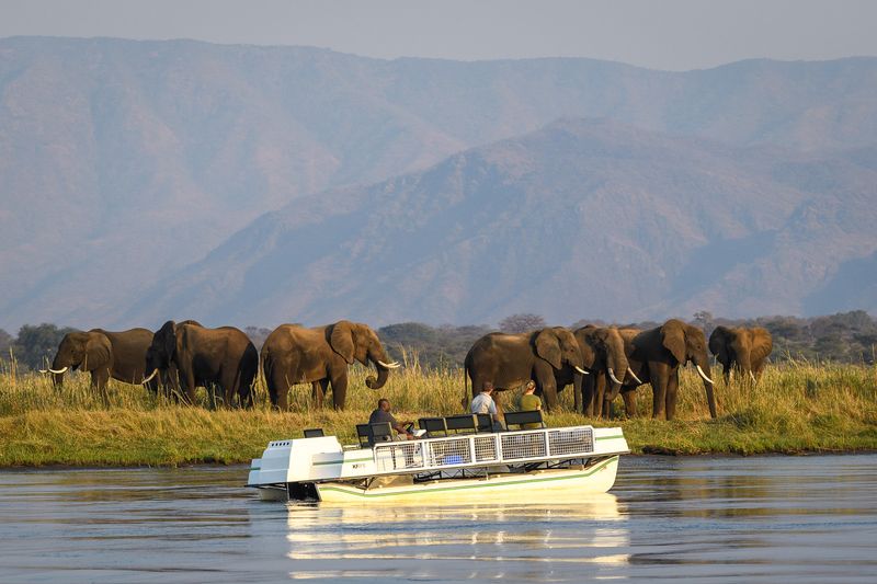 River cruise on the Zambezi River with elephants on land