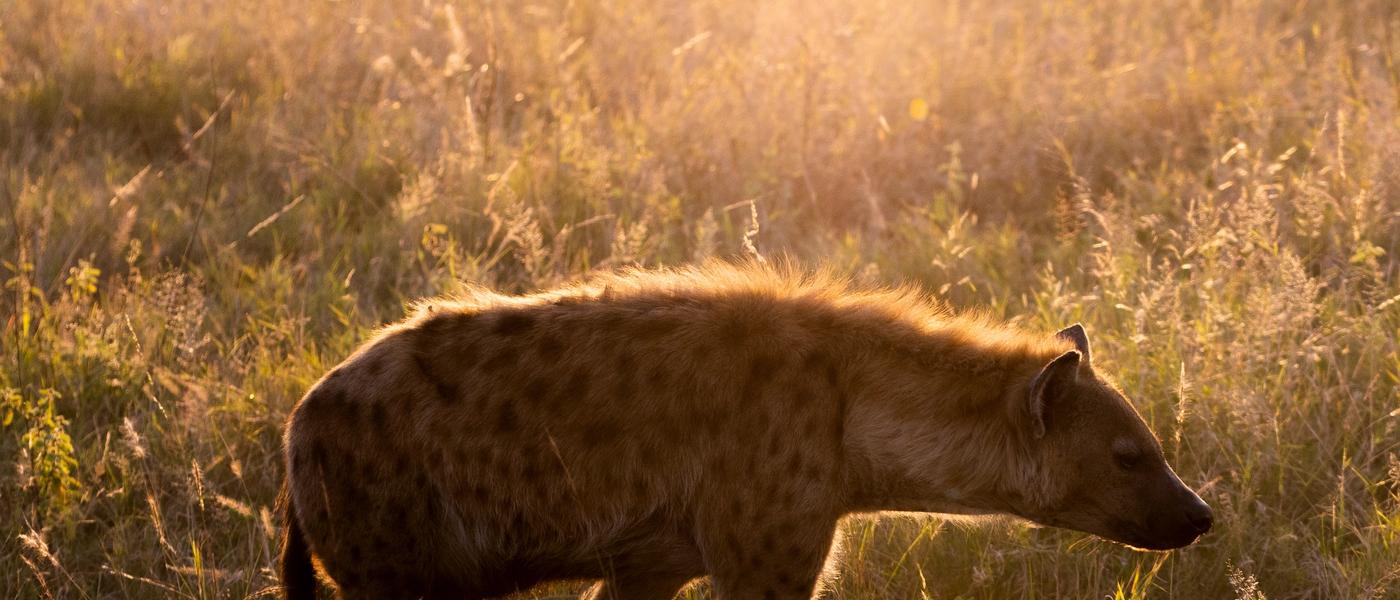 The Spotted Hyena as Nature’s Garbage Crew: Silvan Safari Blog