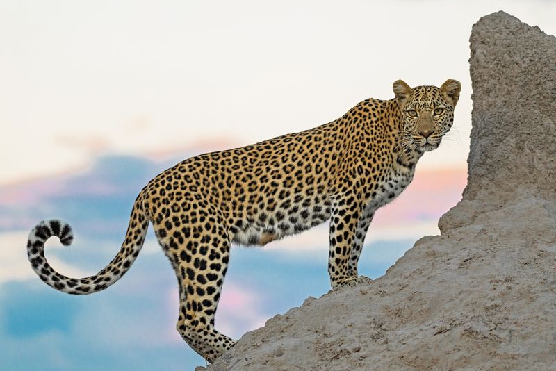 Matt Lyons, Kuala Lumpur, Malaysia, Beauty at sunset. checking out her dinner options for the evening...... Taken in Kwando Lagoon, Okavango Delta, Botswana.
