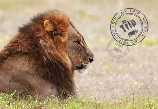 My Trip | Eat Your Heart Out Attenborough