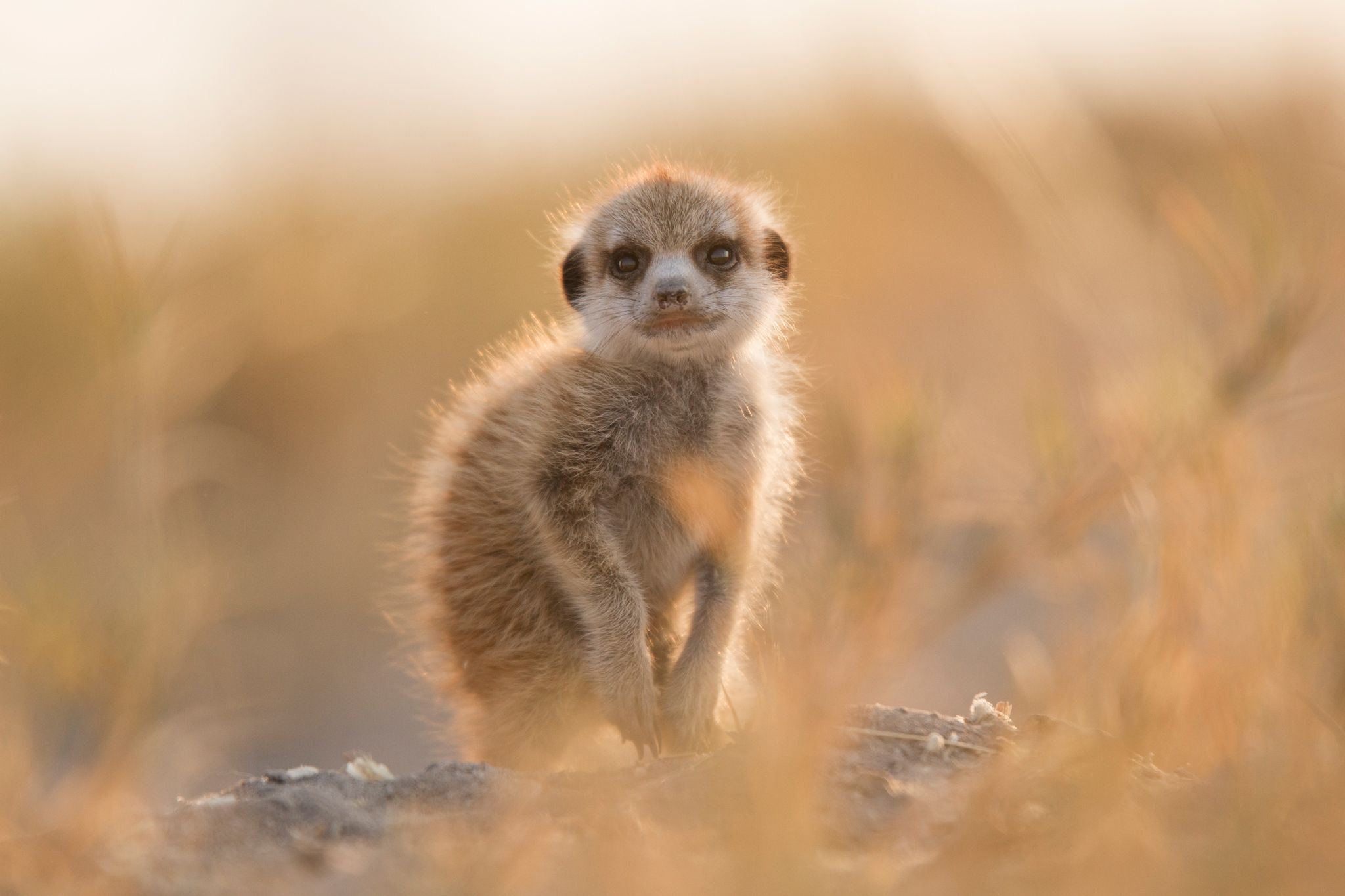 Rhino Africa Launches 1st 360° Virtual Safari Experience: A Morning With Meerkats
