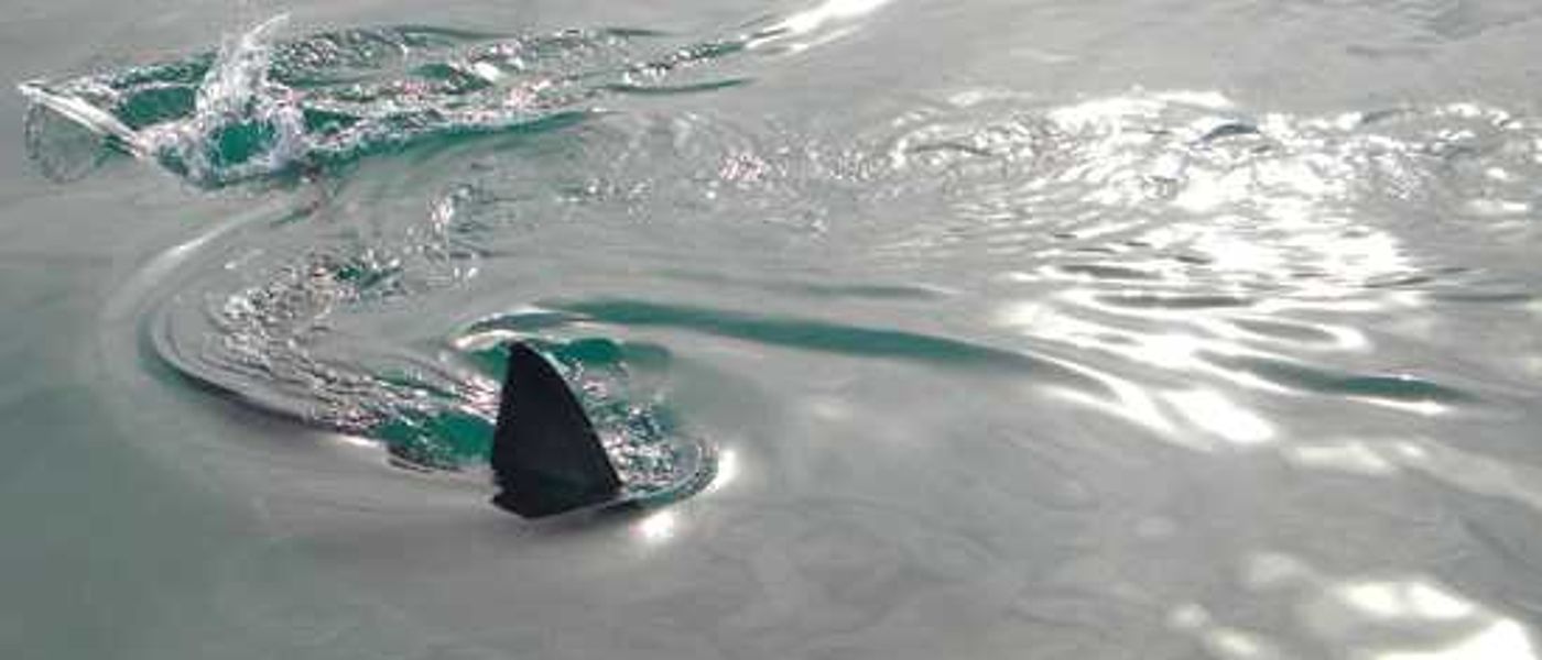 You've seen Africa's Big 5 - how about the Marine 5?