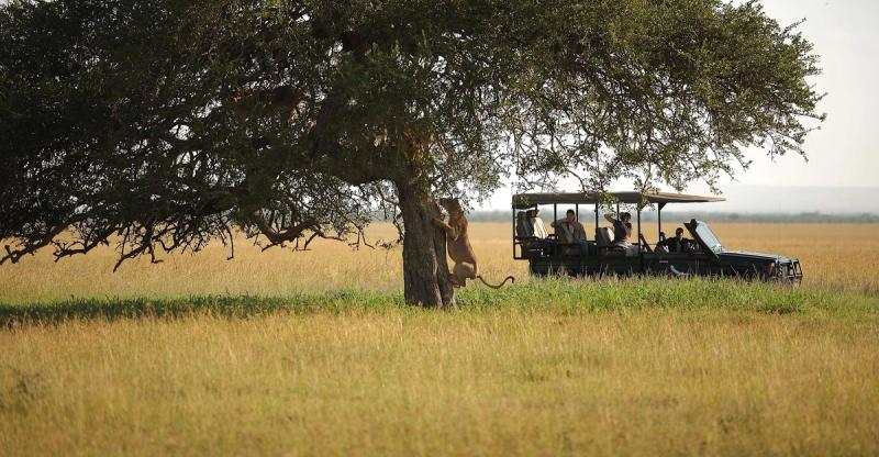 Safari nach Maß im Singita Grumeti Zeltcamp