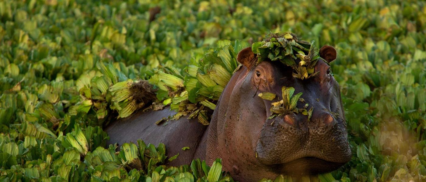 Africa's Wild Olympians: See Nature's Record-Breakers on Safari