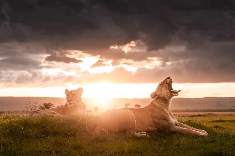 A lioness yawns while another scans the savannah, showing how to stay present when nothing – and everything – is happening at once