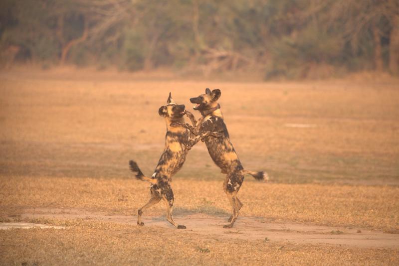 Playful African wild dogs in Gorongosa National Park