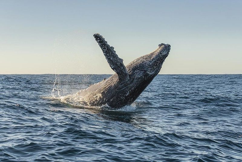A humpback whale breaches in open ocean 