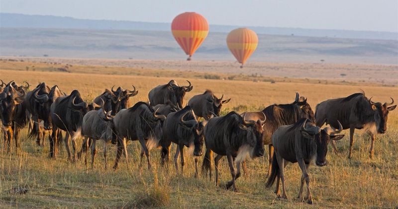 Hot air balloon safari in Maasai Mara National Park