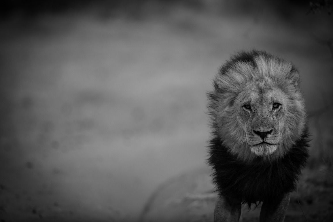 71 Epic Photos of the King of the Jungle