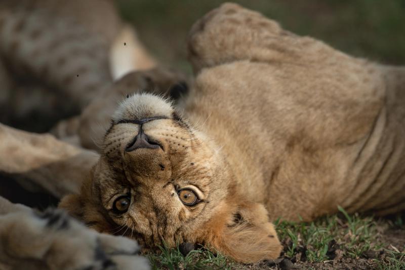 A young lion cub lying on its back in the grass, gazing upside-down at the camera.