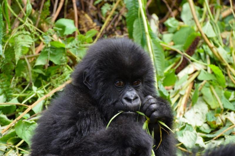 A young gorilla eating his greens