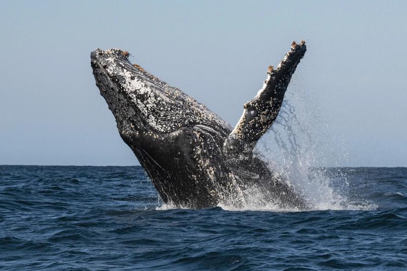 A humpback whale breaches dramatically from the ocean off South Africa’s Whale Coast, water spraying from its body