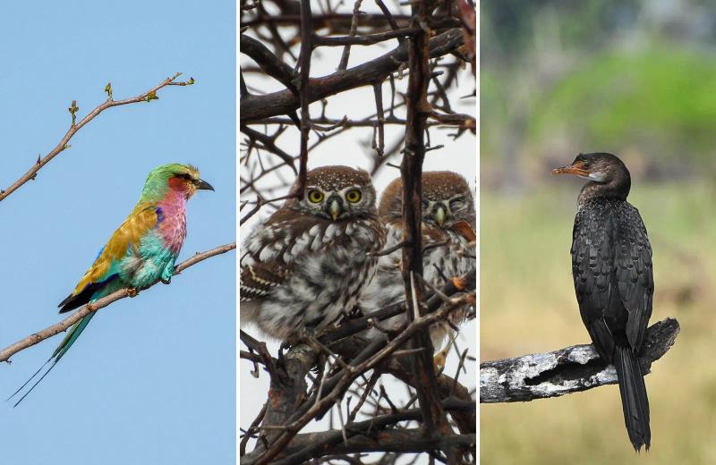 Collage featuring a lilac-breasted roller, pearl-spotted owlets and a reed cormorant in Botswana's Okavango Delta.
