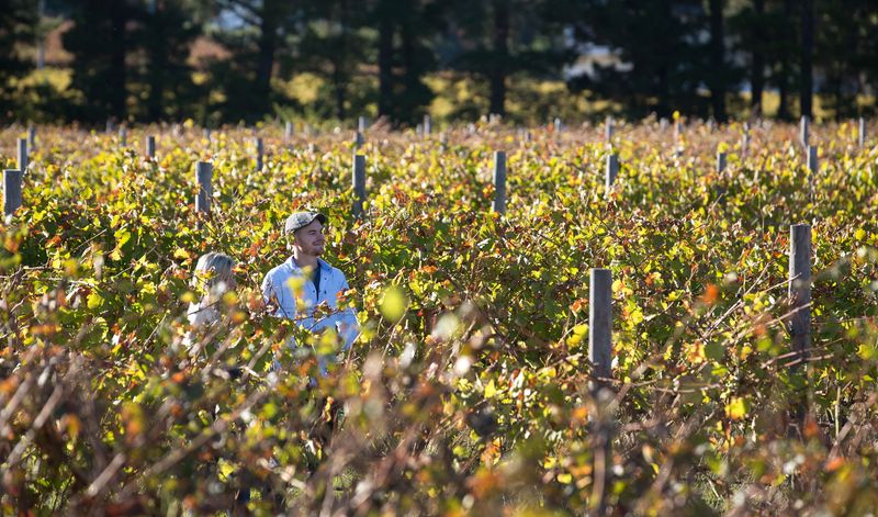 Walking in the vineyards of the Cape Winelands.