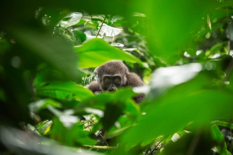 A western lowland gorilla