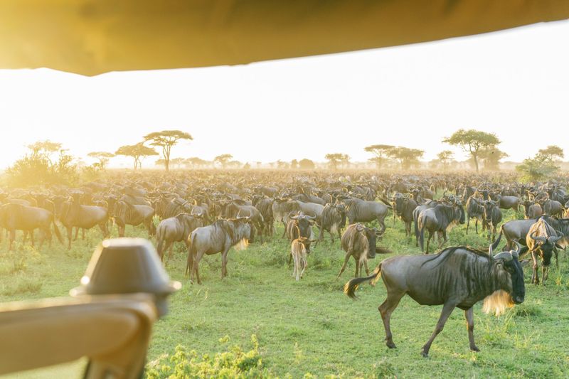 A vast herd of wildebeest grazes on the Serengeti plains under soft morning light, seen from the back of a safari vehicle